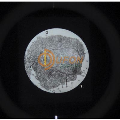 Ultra Structure of Animal Cells Microslide