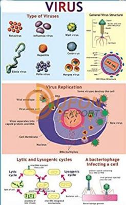 Viruses Chart