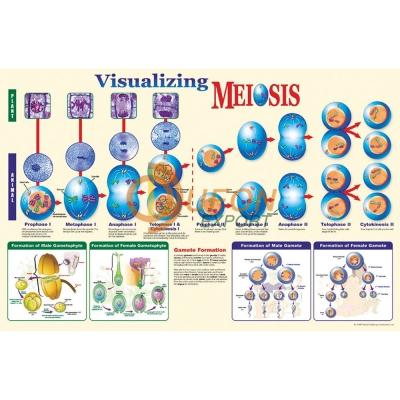 Visualising Meiosis Poster