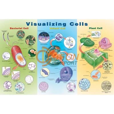 Visualizing Cells Poster