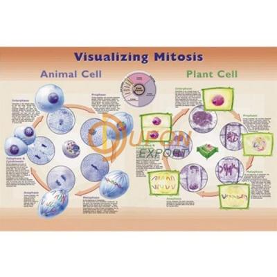 Visualizing Mitosis Poster