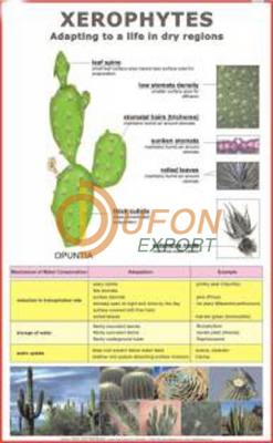 Xerophytes Chart